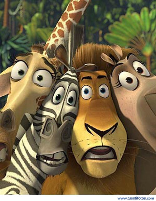 Animales De Madagascar Asustados
