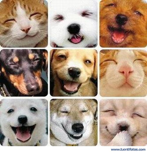 Animales Riéndose