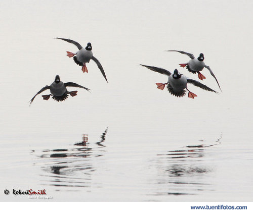 Animales de ¿Aviones Caza En Formacion o Patos?