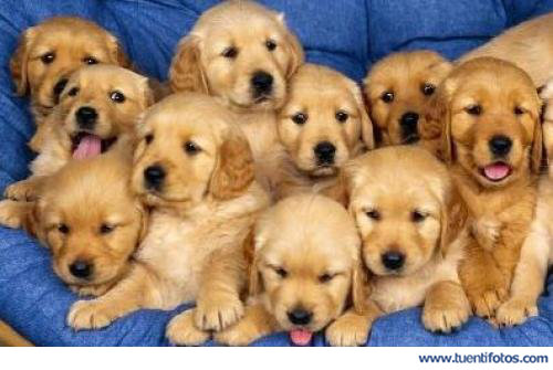 Camada De Perritos