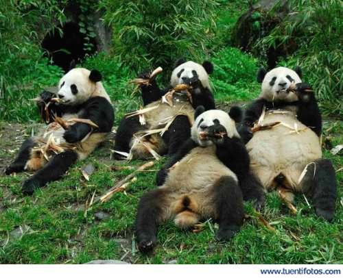 Cena Familiar Osos Panda