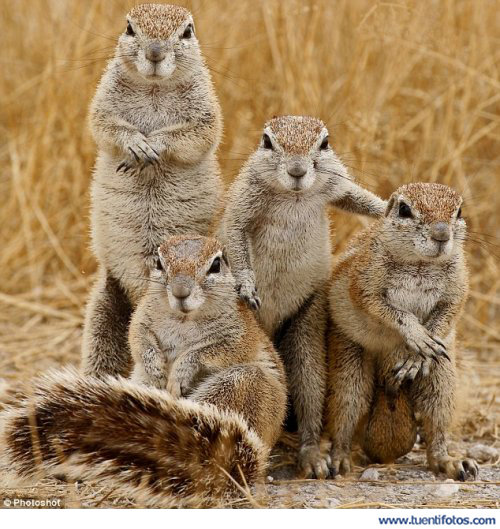 Animales de Cuatro Ardillas