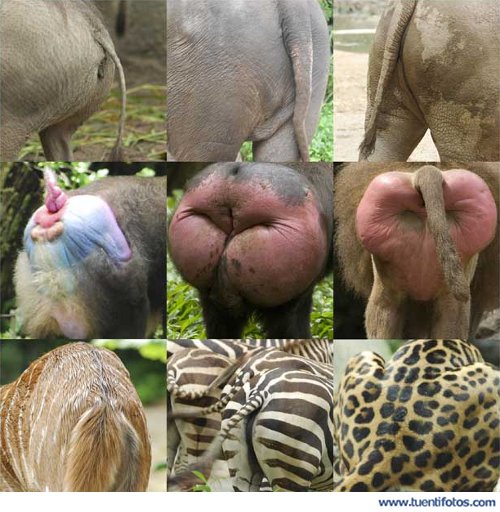Animales de Culos De Animales