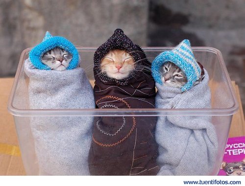 Animales de Gatitos Abrigados