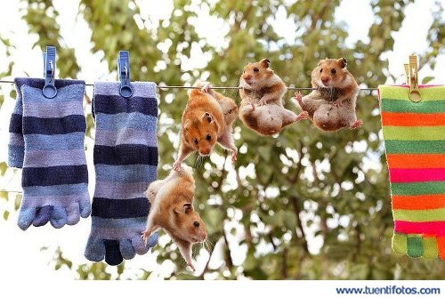 Animales de Hamsters Colgando