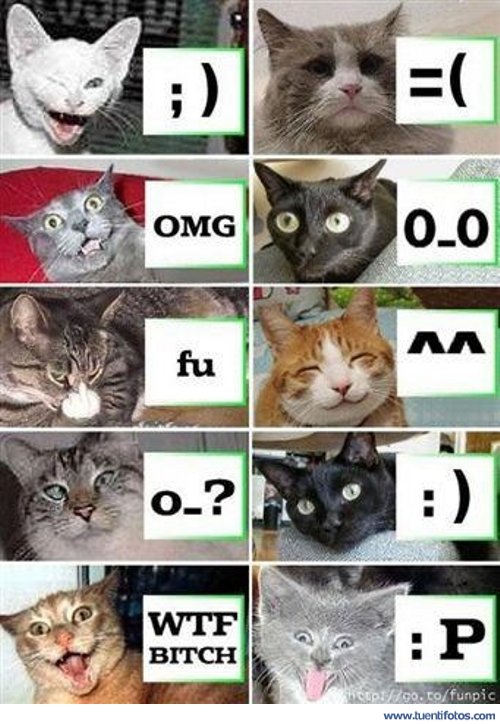 Animales de Lenguaje Del Gato