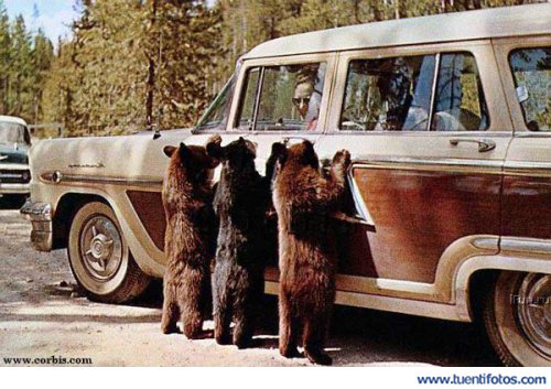 Osos En El Coche
