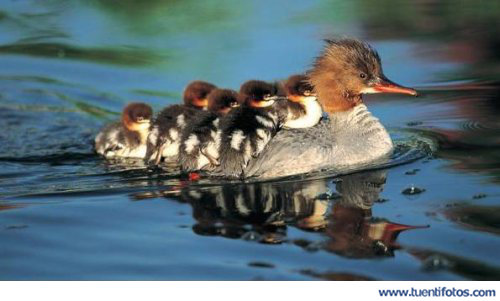 Animales de Patitos Encima De Mama