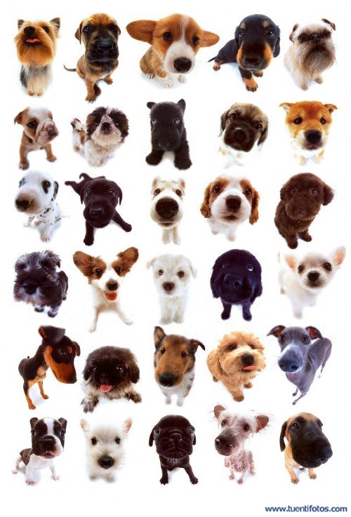 Perritos