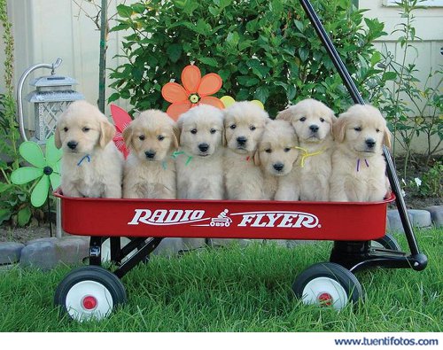 Perritos En Remolque