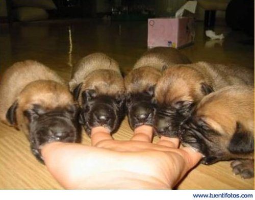 Perritos Quieren Comer
