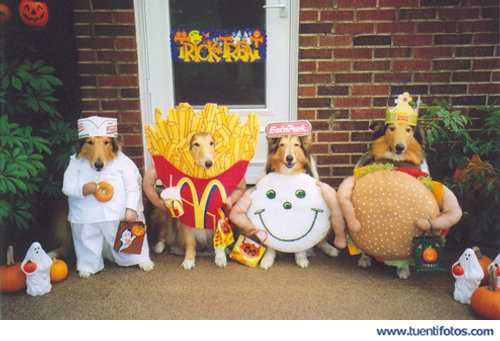 Perros Se Disfrazan En Halloween