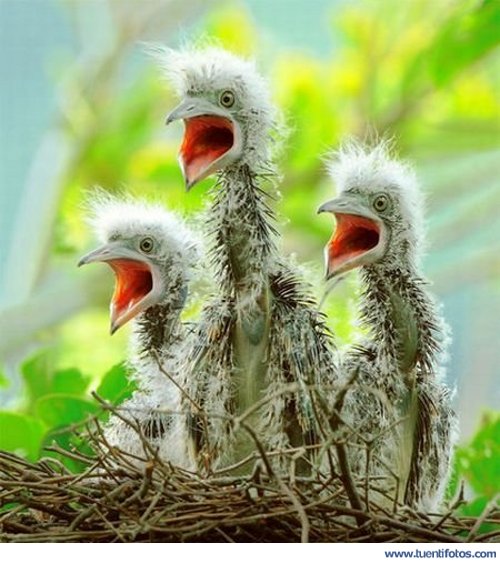 Animales de Polluelos Hambrientos