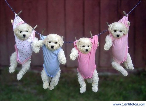 Animales de Secando A Los Perritos