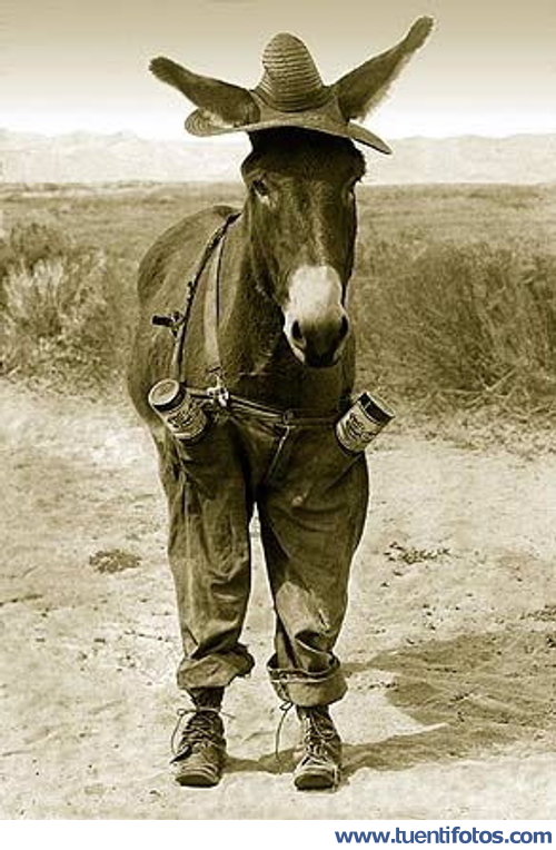 Animales de Burro Con Pantalones
