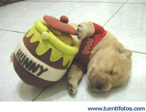 Animales de El Verdadero Winny The Pooh