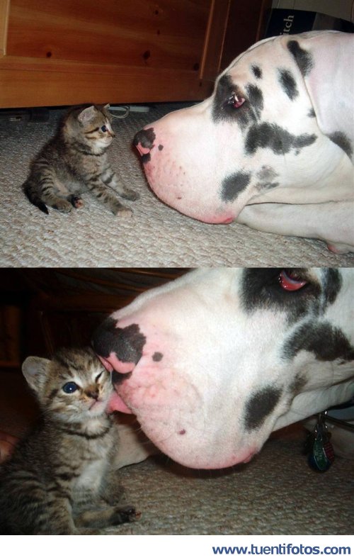 Gatito Y Perro