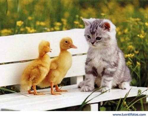 Gatito con Dos Patitos