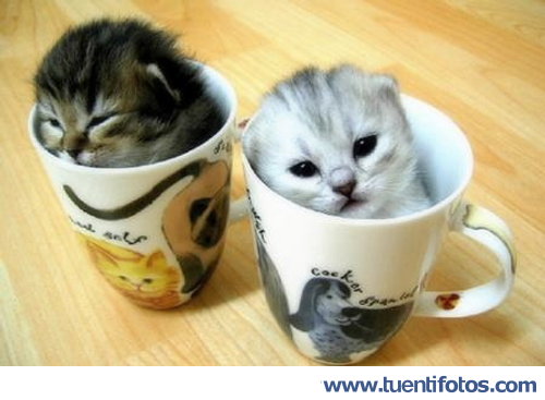 Animales de Gatitos A La Taza