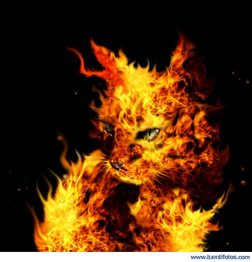 Gato De Fuego
