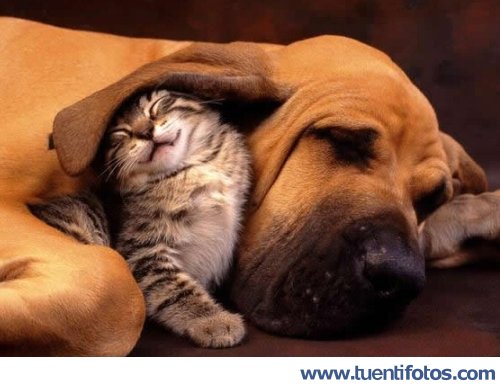 Animales de Gato Debajo De La Oreja De Perro