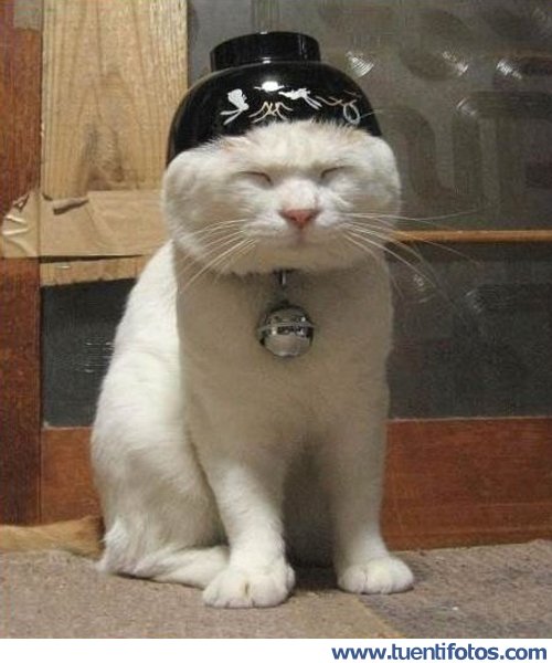 Animales de Gato Kunfu