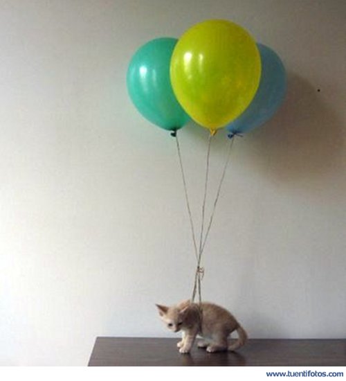 Animales de Gato Volando Con Tres Globos