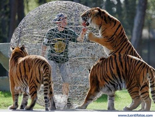 Animales de Ingenio Para Ir de Safari