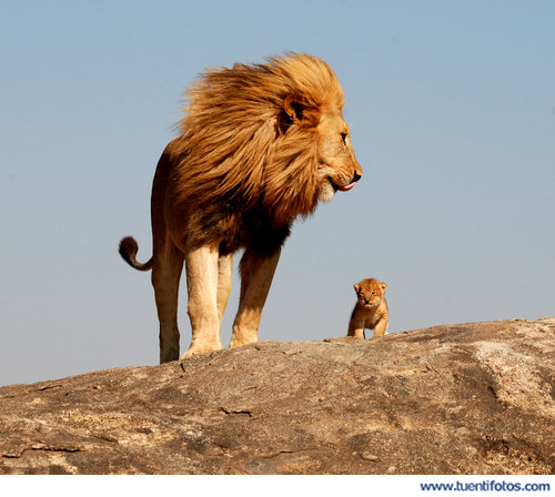 Mufasa Y Simba Reales