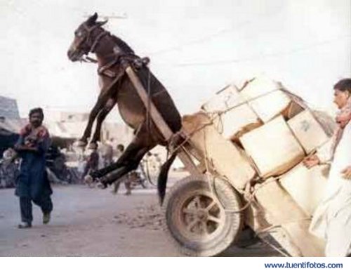 Increibles de Mulo Colgando