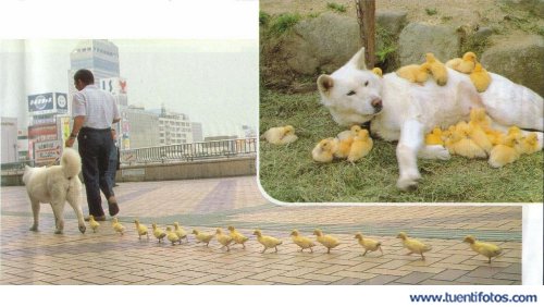 Perra Mama De Patitos