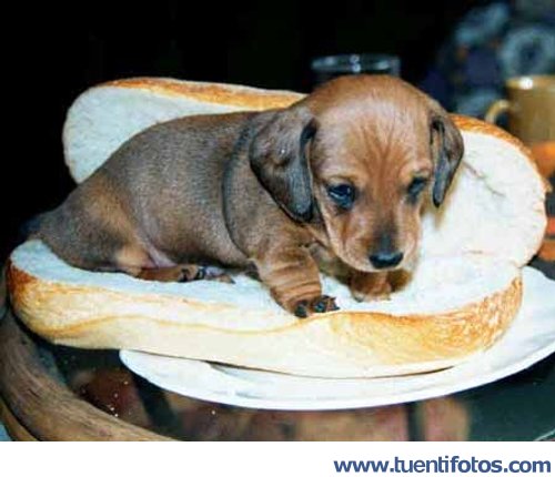 Animales de Perrito Caliente