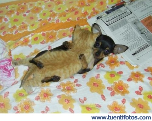 Animales de Perrito Y Gatito