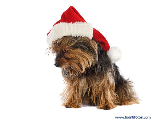 Perro Con Gorro De Navidad