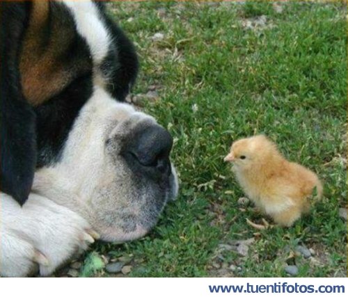 Animales de San Bernardo Con Pollito