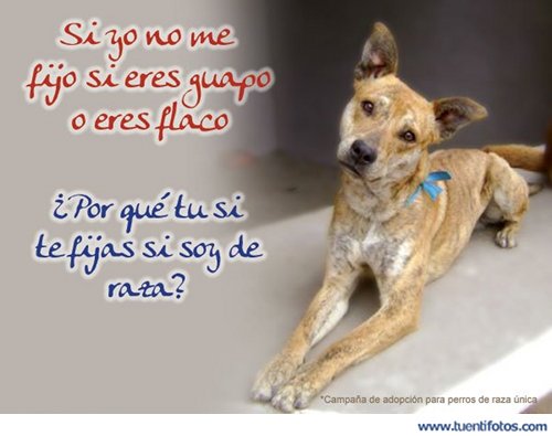 Te Fijas Si Soy De Raza