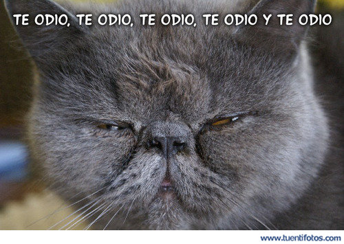 Animales de Te Odio Te Odio