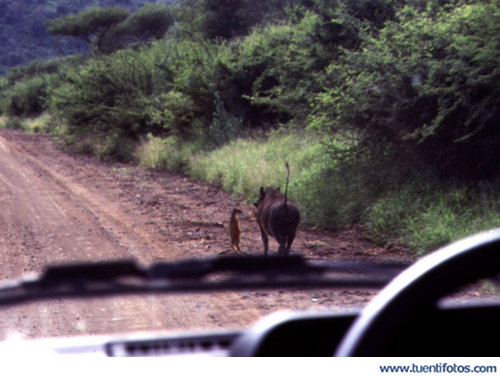 Animales de Timón Y Pumba Reales