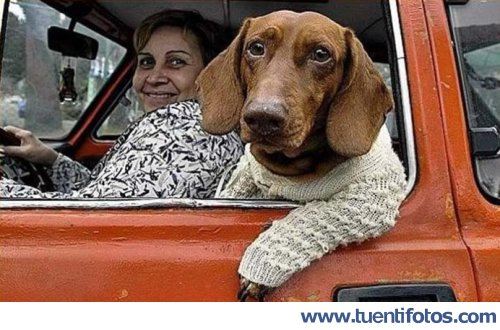 Animales de Un Perro De Copiloto