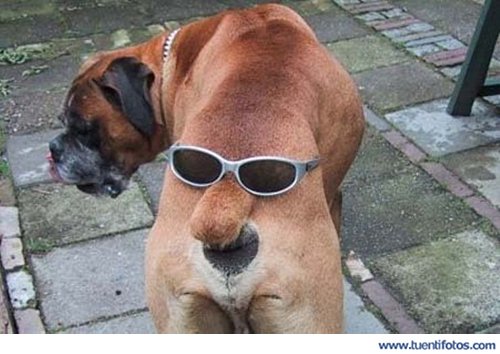 Animales de A cara de perro