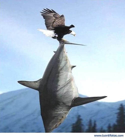 Animales de Aguila Captura Tiburón Gigante