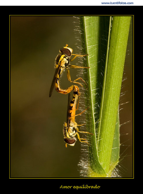 Animales de Amor Equilibrado