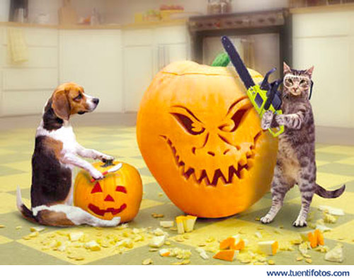 Animales de Animales Expertos En Halloween