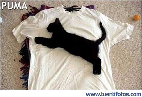 Curiosidades de Así Nacio La Marca Puma