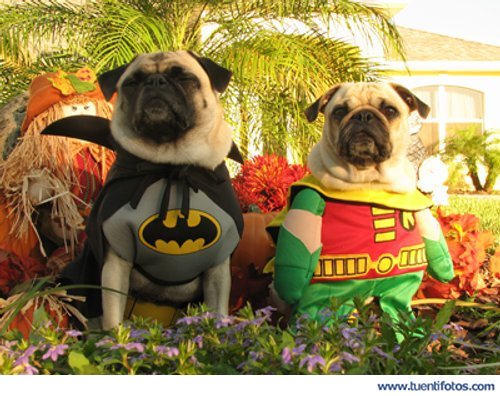 Animales de Batman Y Robin Perrunos