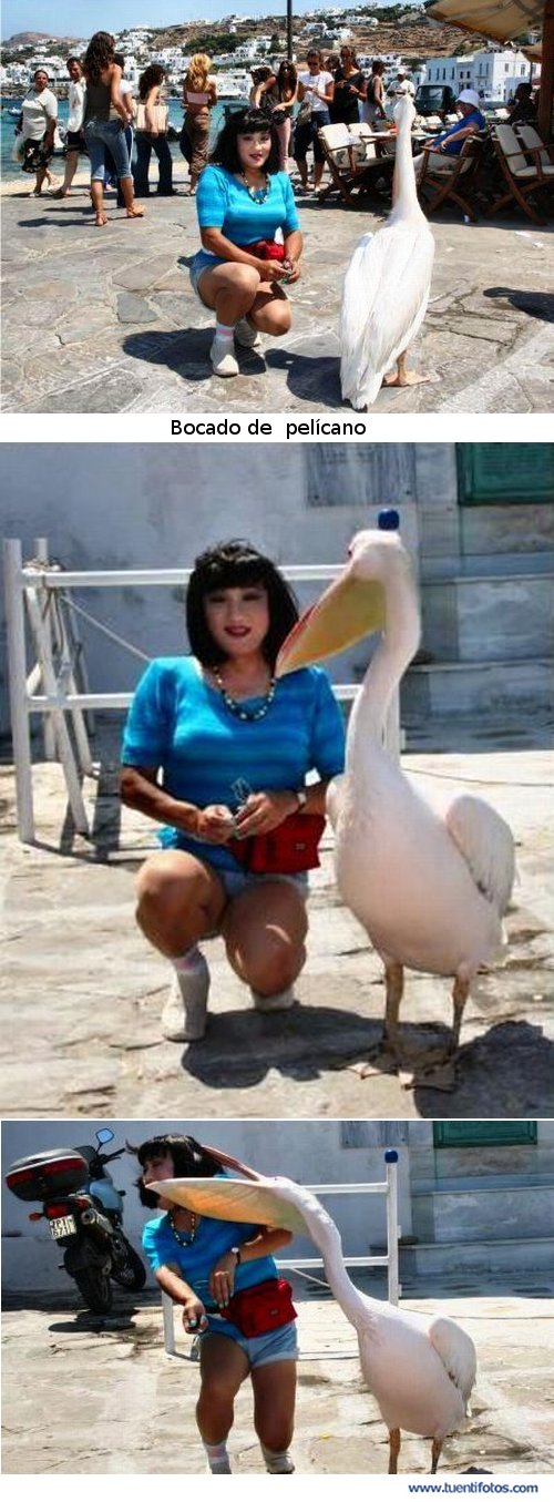 Animales de Bocado de Pelícano