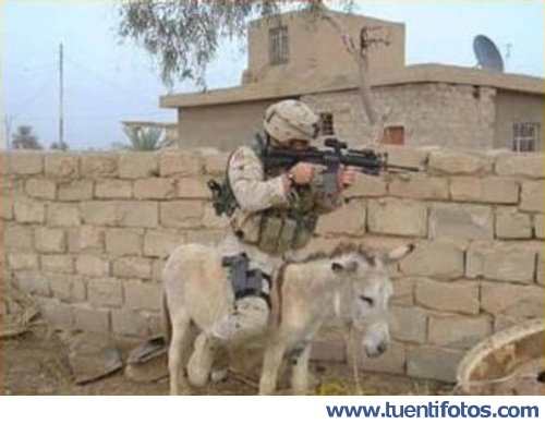 Burro Como Transporte Militar