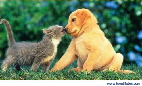 Animales de Como Perro Y Gato