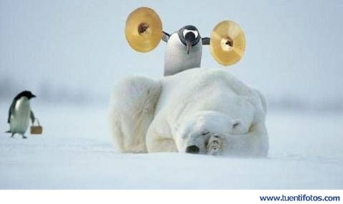 Animales de Despertando Al Oso Polar