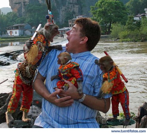 Animales de El Macaco Se Enfada